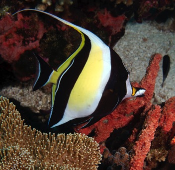 Moorish Idol
